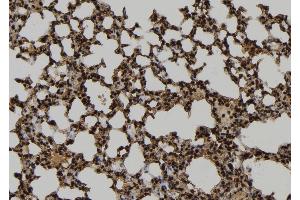 ABIN6277068 at 1/100 staining Mouse lung tissue by IHC-P. (HCK 抗体  (C-Term))