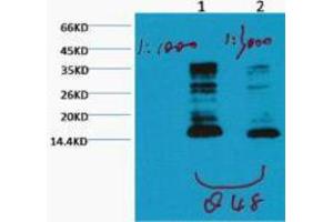 Western Blotting (WB) image for anti-Histone 3 (H3) (H3K79me) antibody (ABIN3181169) (Histone 3 抗体  (H3K79me))