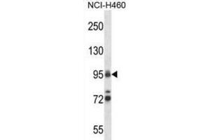 Western Blotting (WB) image for anti-Topoisomerase (DNA) I (TOP1) antibody (ABIN2997609) (Topoisomerase I 抗体)