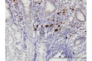Image no. 1 for anti-RasGEF Domain Family, Member 1C (RASGEF1C) (AA 168-261) antibody (ABIN599341) (RASGEF1C 抗体  (AA 168-261))