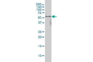 Western Blotting (WB) image for anti-Nuclear Factor I/C (CCAAT-Binding Transcription Factor) (NFIC) (AA 314-423) antibody (ABIN518325)