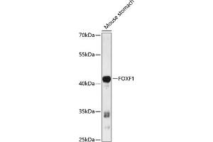 Western blot analysis of extracts of mouse stomach, using FOXF1 antibody (ABIN6127912, ABIN6140747, ABIN6140748 and ABIN6216845) at 1:3000 dilution.