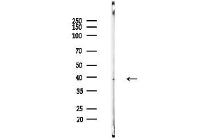 Western blot analysis of lysates from Mouse brain, using Phospho-CDK6 (Tyr13) Antibody at 1/1000 dilution.
