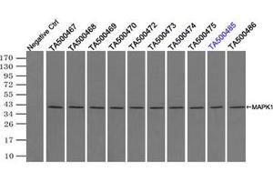 Image no. 2 for anti-Mitogen-Activated Protein Kinase 1 (MAPK1) antibody (ABIN1499289) (ERK2 抗体)