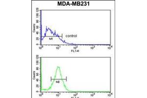 Flow cytometry analysis of MDA-MB231 cells (bottom histogram) compared to a negative control cell (top histogram). (PEX14 抗体  (C-Term))