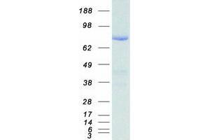 Western Blotting (WB) image for phosphodiesterase 10A (PDE10A) (Transcript Variant 2) protein (Myc-DYKDDDDK Tag) (ABIN2728474)
