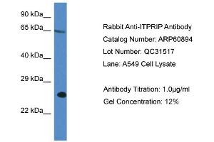 Western Blotting (WB) image for anti-Inositol 1,4,5-Trisphosphate Receptor Interacting Protein (ITPRIP) (C-Term) antibody (ABIN2788618) (ITPRIP 抗体  (C-Term))