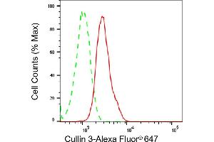 anti-Cullin 3 (CUL3) antibody