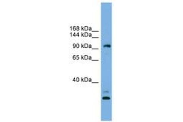 CCDC110 抗体  (AA 719-768)