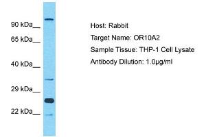 Western Blotting (WB) image for anti-Olfactory Receptor, Family 10, Subfamily A, Member 2 (OR10A2) (C-Term) antibody (ABIN2791801)