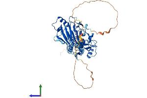 Protein Structure (PS) image for SMAD, Mothers Against DPP Homolog 1 (SMAD1) (AA 1-465) protein (His tag) (ABIN7556702)