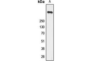 Western blot analysis of Ryanodine Receptor 2 (pS2808) expression in U251 (A) whole cell lysates.