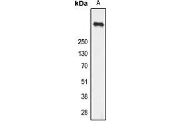 RYR2 antibody  (pSer2808)