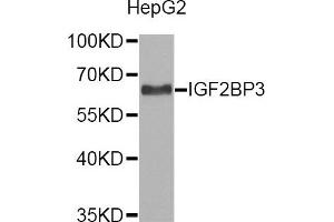 Western Blotting (WB) image for anti-Insulin-Like Growth Factor 2 mRNA Binding Protein 3 (IGF2BP3) antibody (ABIN1873170) (IGF2BP3 抗体)