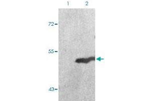 Western blot analysis of Lane 1: 293 cells, Lane 2: serum treated 293 cells with GSK3A (phospho S21) polyclonal antibody  at 1:500-1:1000 dilution. (GSK3 alpha 抗体  (pSer21))