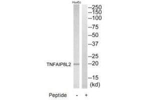 Western blot analysis of extracts from HuvEc cells, using TNFAIP8L2 antibody.