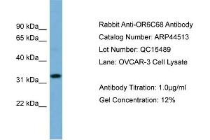 Western Blotting (WB) image for anti-Olfactory Receptor, Family 6, Subfamily C, Member 68 (OR6C68) (N-Term) antibody (ABIN2781902)