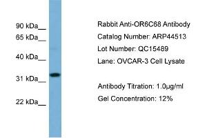 WB Suggested Anti-OR6C68  Antibody Titration: 0. (OR6C68 抗体  (N-Term))