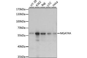 Western blot analysis of extracts of various cell lines, using MGAT4A antibody. (MGAT4A 抗体)