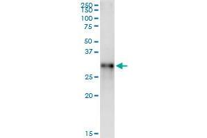 Immunoprecipitation of RGS20 transfected lysate using anti-RGS20 MaxPab rabbit polyclonal antibody and Protein A Magnetic Bead , and immunoblotted with RGS20 purified MaxPab mouse polyclonal antibody (B01P) . (RGS20 抗体  (AA 1-241))