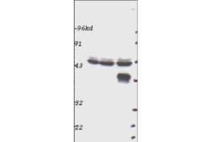 Western blot using  Affinity Purified anti-p44 MAP Kinase (ERK1) antibody shows detection of ERK1 in whole cell lysates prepared from mouse brain (left), mouse kidney (center) and mouse intestine (right). (ERK1 抗体  (C-Term))