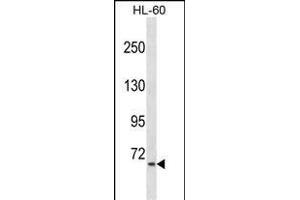 AKL Antibody (C-term) (ABIN1537396 and ABIN2849033) western blot analysis in HL-60 cell line lysates (35 μg/lane). (AKAP8L 抗体  (C-Term))