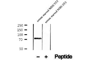 Western blot analysis of extracts of serum starved NIH/3T3 cells, using Phospho-Sin1 (Thr86) Antibody . (MAPKAP1 抗体  (pThr86))