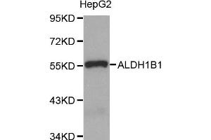 Western Blotting (WB) image for anti-Aldehyde Dehydrogenase 1 Family, Member B1 (ALDH1B1) antibody (ABIN1870924) (ALDH1B1 抗体)