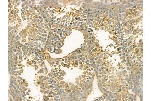 Apc11 Mouse Monoclonal Antibody at 1/100 staining mouse testis tissue by IHC-P. (ANAPC11 抗体)
