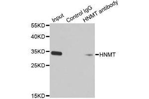 Immunoprecipitation analysis of 200ug extracts of HT-29 cells using 1ug HNMT antibody (ABIN1873063). (HNMT 抗体)
