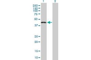 Western Blot analysis of ZNF302 expression in transfected 293T cell line by ZNF302 MaxPab polyclonal antibody. (ZNF302 抗体  (AA 1-399))