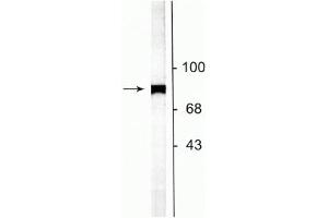 Western blot of rat striatal lysate showing specific labeling of the ~75 kDa NSF protein. (NSF 抗体  (C-Term))
