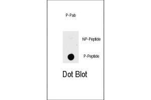 Dot Blot (DB) image for anti-P21-Activated Kinase 1 (PAK1) (pThr423) antibody (ABIN3001815)