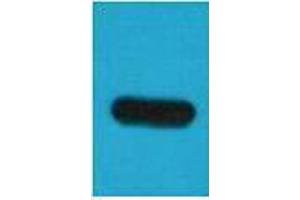 Western Blotting (WB) image for anti-TAP Tag antibody (ABIN3178680) (TAP Tag 抗体)