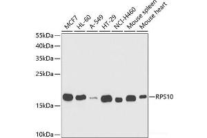 Western blot analysis of extracts of various cell lines using RPS10 Polyclonal Antibody at dilution of 1:1000. (RPS10 抗体)