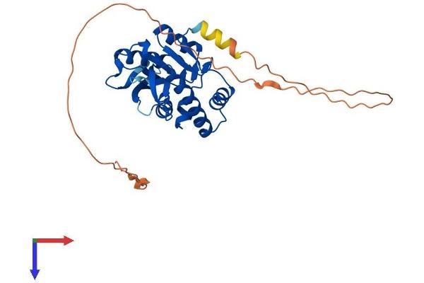 UPRT Protein (AA 1-309) (His tag)