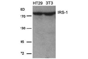 Image no. 2 for anti-Insulin Receptor Substrate 1 (IRS1) (Ser639) antibody (ABIN197469) (IRS1 抗体  (Ser639))