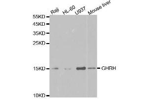 Western Blotting (WB) image for anti-Growth Hormone Releasing Hormone (GHRH) antibody (ABIN1876531) (GHRH 抗体)
