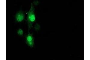 Anti-PNMT mouse monoclonal antibody (ABIN2454519) immunofluorescent staining of COS7 cells transiently transfected by pCMV6-ENTRY PNMT (RC206586). (PNMT 抗体)