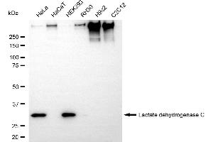 Western blotting analysis using lactate dehydrogenase C antibody (ABIN7799225). (Recombinant Lactate Dehydrogenase C 抗体)