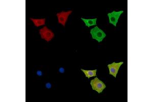 ABIN7096596 and ABIN7100660 staining HepG2 cells by IF/ICC. (MPP2 抗体)
