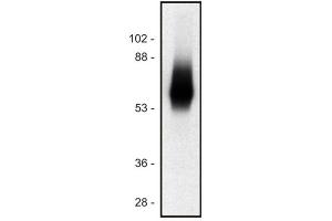 Western blot of human Jurkat T cell line (TRIM 抗体  (Intracellular) (PE))