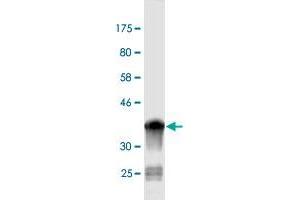 Western Blot detection against Immunogen (36. (NEDD1 抗体  (AA 561-660))