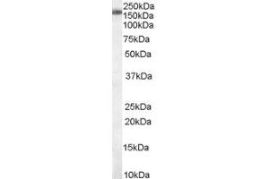 ABIN184889 staining (0. (SART3 抗体  (C-Term))