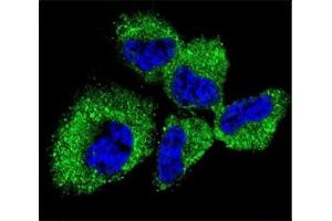 Immunofluorescence (IF) image for anti-Ubiquitin Carboxyl-terminal Esterase L1 (Ubiquitin Thiolesterase) (UCHL1) (AA 187-216) antibody (ABIN3029422)