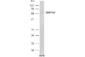 A549 lysates probed with Rabbit Anti-DMRTA2 Polyclonal Antibody, Unconjugated (ABIN2559455) at 1:300 in 4˚C. (DMRTA2 抗体  (AA 21-120))