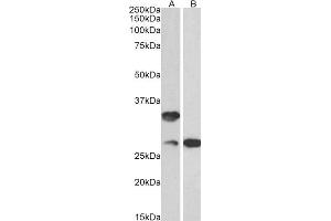 ABIN2561494 (0. (C16orf57 抗体  (AA 154-167))