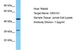 Western Blotting (WB) image for anti-Olfactory Receptor, Family 51, Subfamily S, Member 1 (OR51S1) (C-Term) antibody (ABIN2791829)