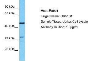 Host: Rabbit Target Name: OR51S1 Sample Type: Jurkat Whole Cell lysates Antibody Dilution: 1. (OR51S1 抗体  (C-Term))