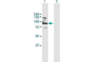 Western Blot analysis of ASXL2 expression in transfected 293T cell line by ASXL2 MaxPab polyclonal antibody. (ASXL2 抗体  (AA 1-918))
